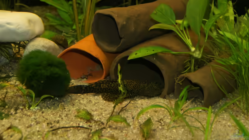 Dekoration im Aquarium (nur noch Beispiel) wird umgebaut von Frank Wollenburg (21)