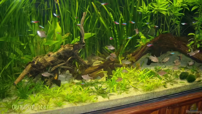 Dekoration im Aquarium (nur noch Beispiel) wird umgebaut von Frank Wollenburg (23)