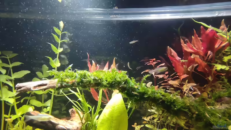 Dekoration im Aquarium Nur noch ein Beispiel für euch von Amazonas (35)