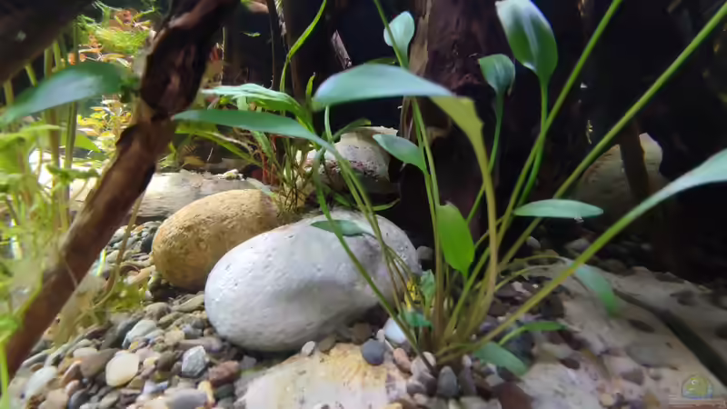 Dekoration im Aquarium Nur noch ein Beispiel für euch von Amazonas (37)