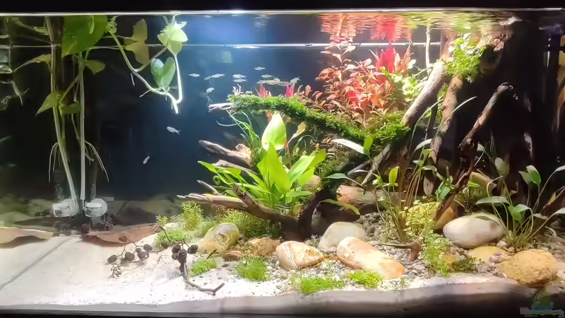 Dekoration im Aquarium Nur noch ein Beispiel für euch von Amazonas (38)