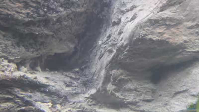 Dekoration im Aquarium Old but Gold aufgelöst von Trimmy (17)