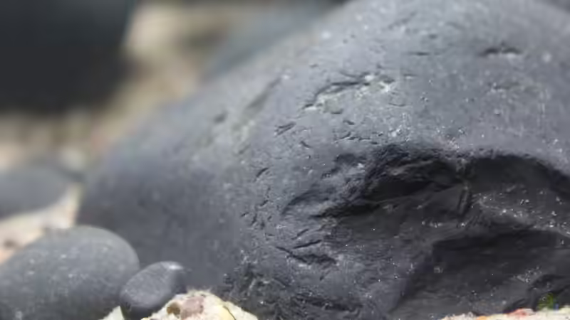 Dekoration im Aquarium Old but Gold aufgelöst von Trimmy (18)