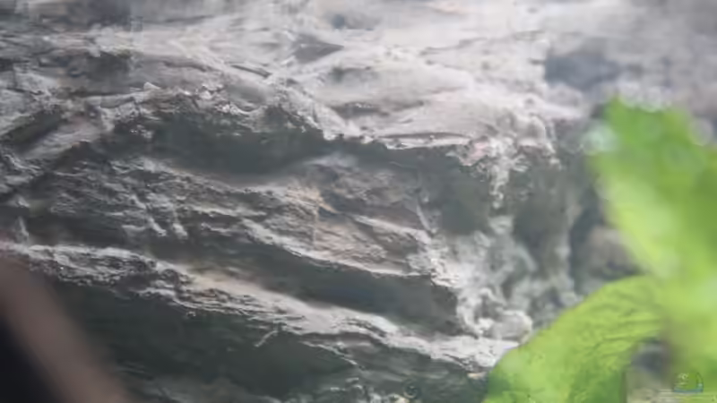 Dekoration im Aquarium Old but Gold aufgelöst von Trimmy (19)