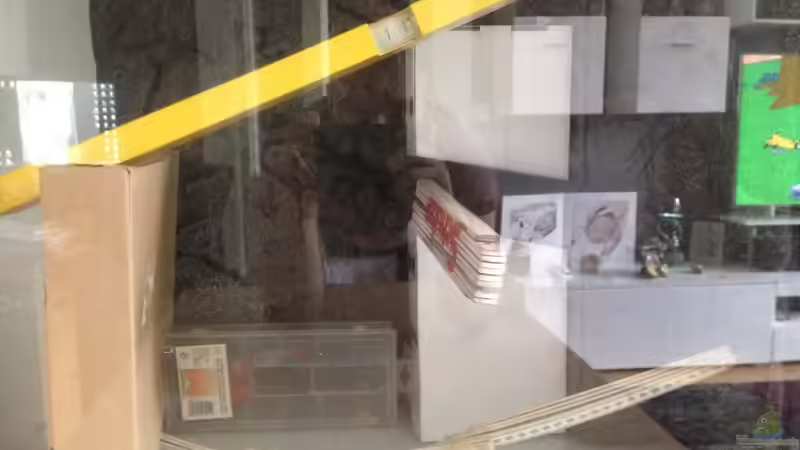 Dekoration im Aquarium Ost Afrika von Lothar_Fuchs (4)