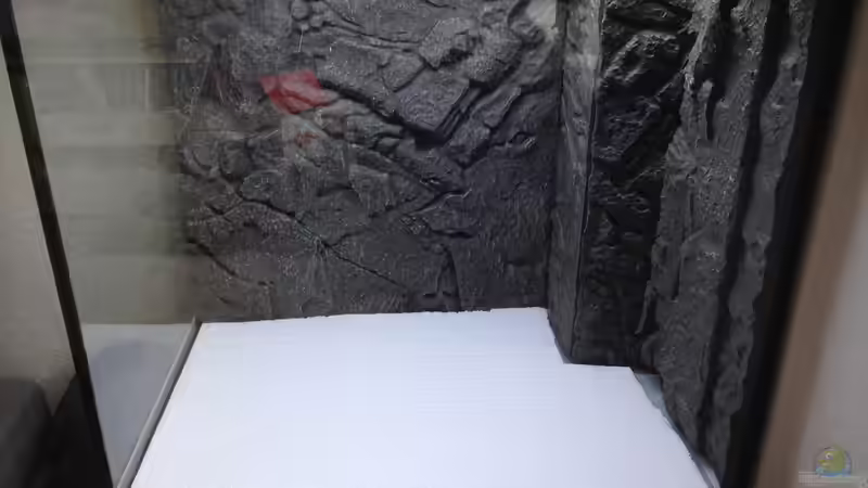 Dekoration im Aquarium Ost Afrika von Lothar_Fuchs (6)