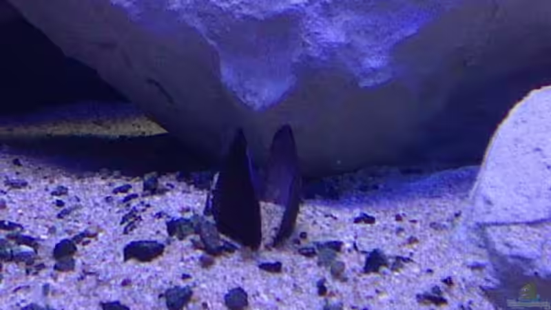 Dekoration im Aquarium Ostafrika/Felslitoral von mbunafreund (8)