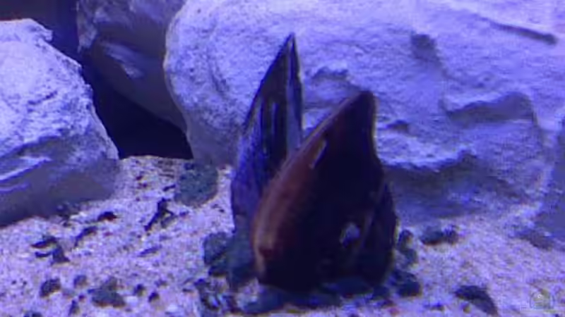 Dekoration im Aquarium Ostafrika/Felslitoral von mbunafreund (9)