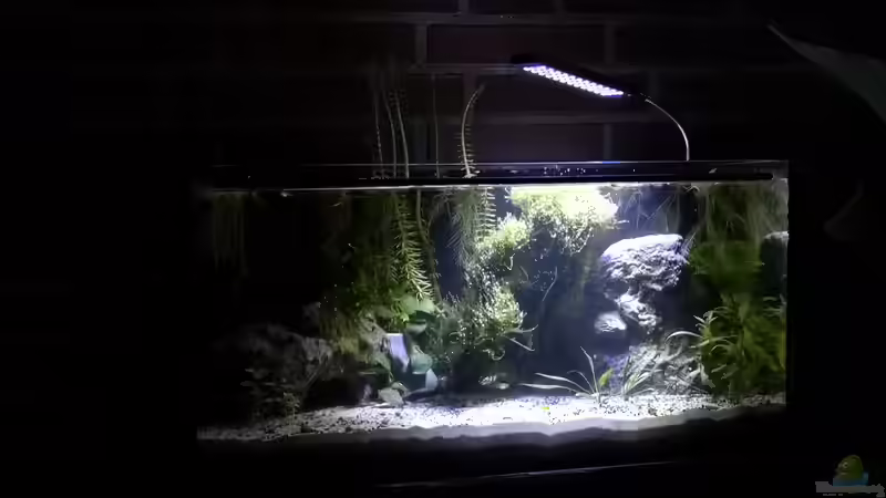 Dekoration im Aquarium Outdoorbecken von Heike Fuchs (12)