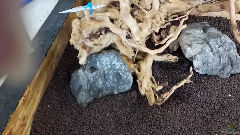 Dekoration im Aquarium Outta Jungle(aufgelöst) von Der Nicky (49)