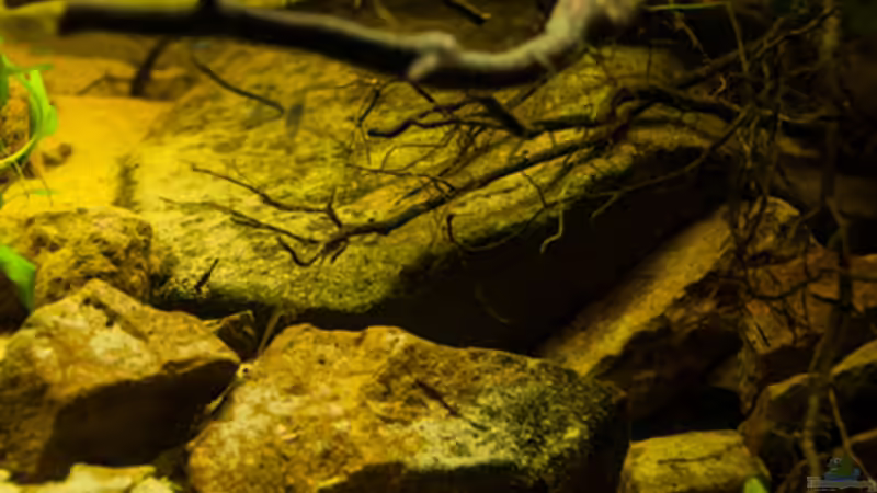 Dekoration im Aquarium P. taeniatus von Cichlid Power (7)