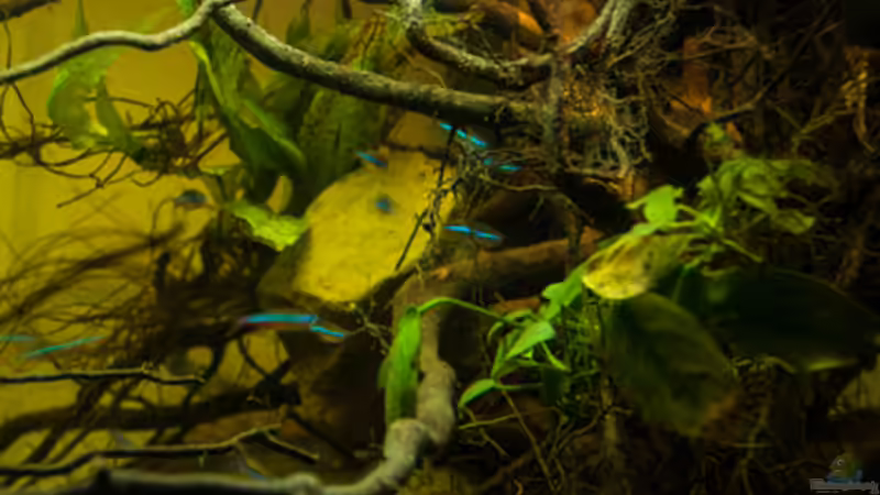 Dekoration im Aquarium P. taeniatus von Cichlid Power (8)