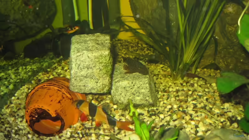 Dekoration im Aquarium Paludarium von Jens Krause (4)