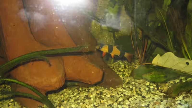 Dekoration im Aquarium Paludarium von Jens Krause (5)