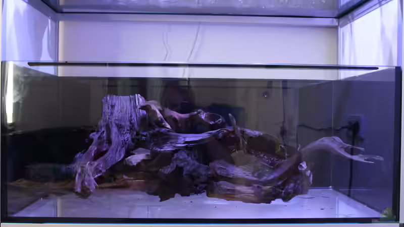 Dekoration im Aquarium Panaqolus Heaven von maxheadroom (30)