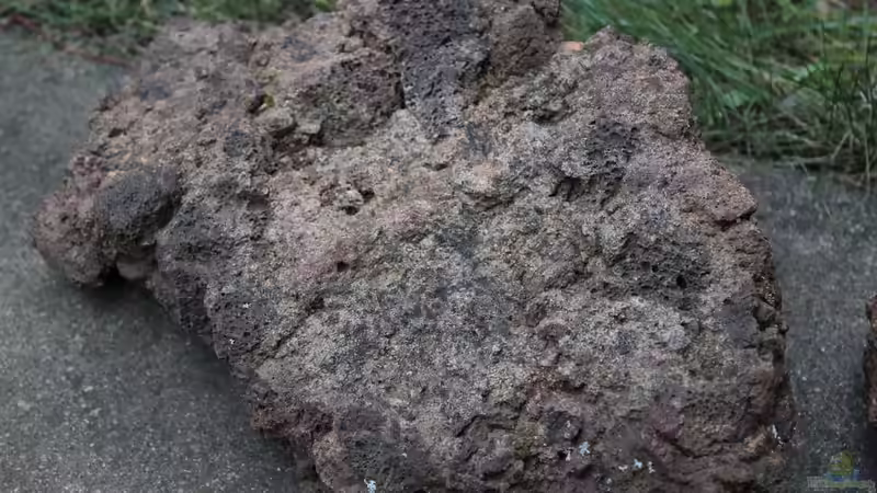 Dekoration im Aquarium Panaqolus Heaven von maxheadroom (31)