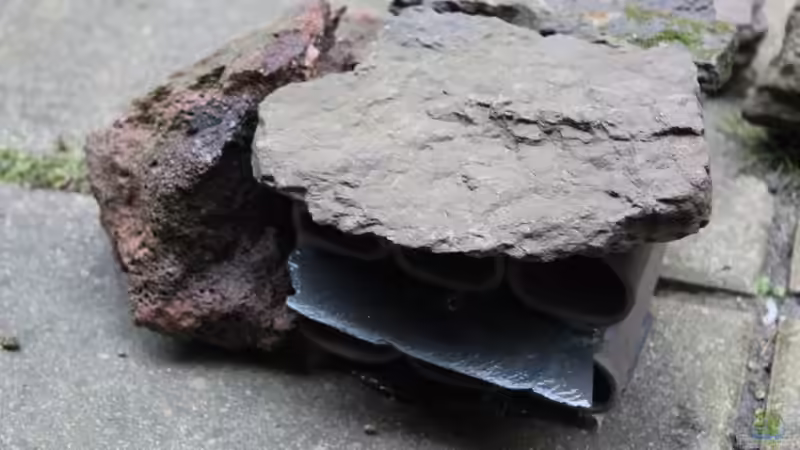 Dekoration im Aquarium Panaqolus Heaven von maxheadroom (38)