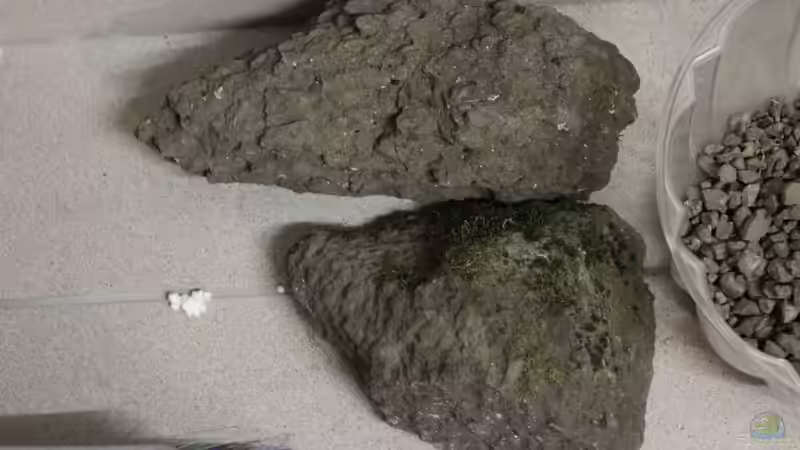 Dekoration im Aquarium Panaqolus Heaven von maxheadroom (41)