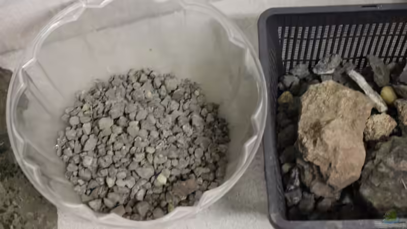 Dekoration im Aquarium Panaqolus Heaven von maxheadroom (46)