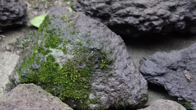 Dekoration im Aquarium Panaqolus Heaven von maxheadroom (51)