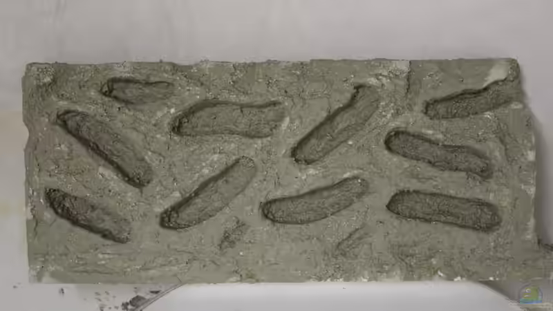 Dekoration im Aquarium Panaqolus Heaven von maxheadroom (55)