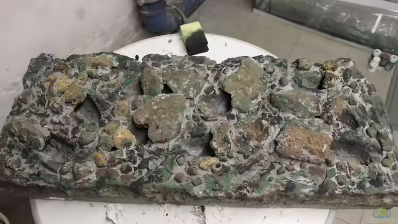 Dekoration im Aquarium Panaqolus Heaven von maxheadroom (57)