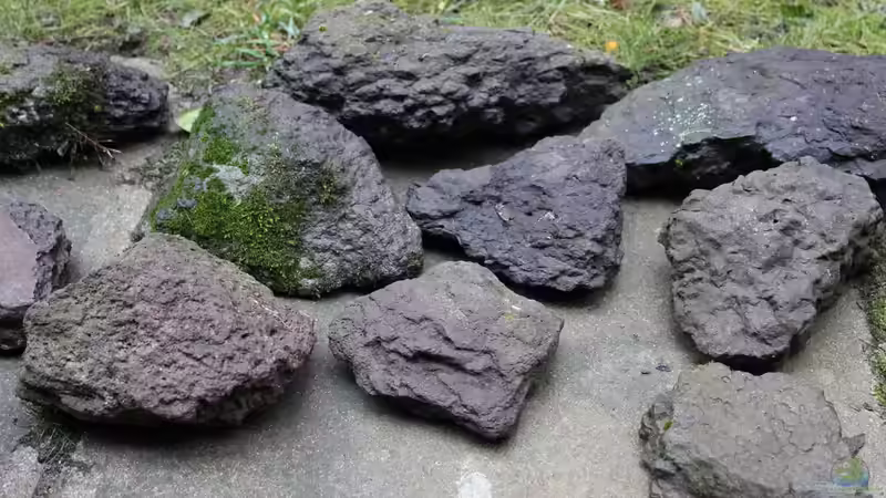 Dekoration im Aquarium Panaqolus Heaven von maxheadroom (58)