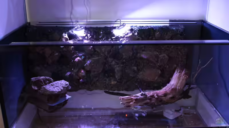 Dekoration im Aquarium Panaqolus Heaven von maxheadroom (60)