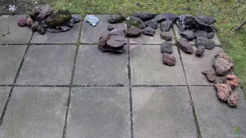 Dekoration im Aquarium Panaqolus Heaven von maxheadroom (61)