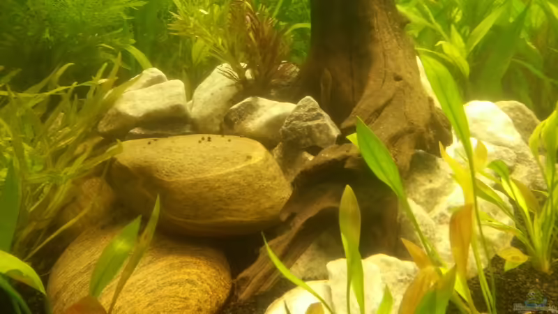 Dekoration im Aquarium Panorama von Robert Sakautzky (18)