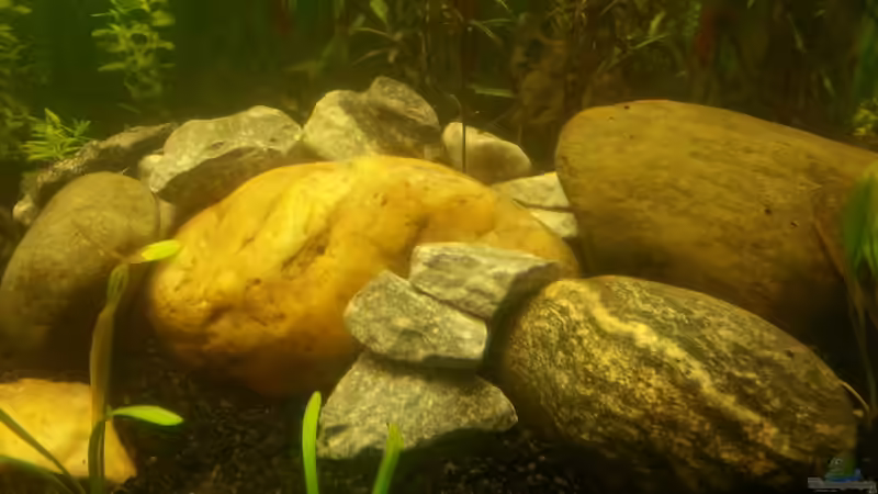 Dekoration im Aquarium Panorama von Robert Sakautzky (20)