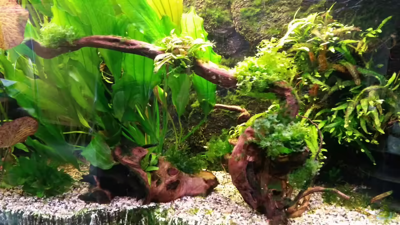 Dekoration im Aquarium Panoramabecken 300 Liter von Gigi (18)