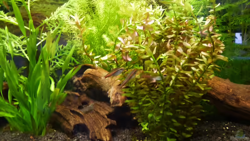 Dekoration im Aquarium Papa&#039;s Erbe von TimNRW (6)