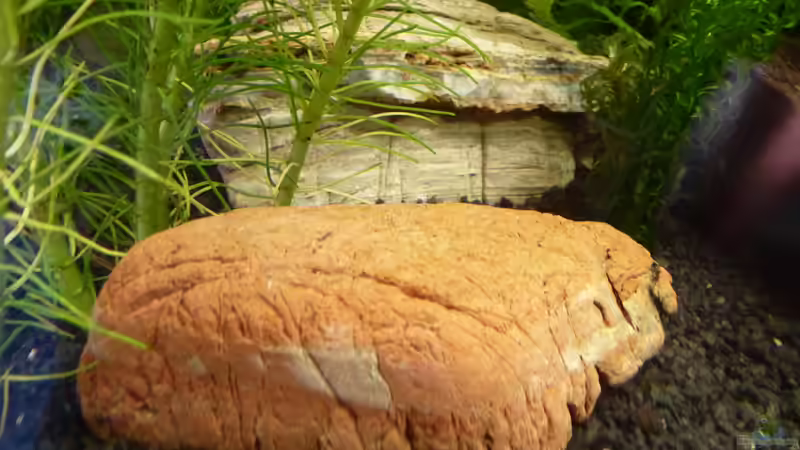 Dekoration im Aquarium Papa&#039;s Erbe von TimNRW (8)