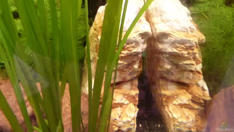 Dekoration im Aquarium Papa&#039;s Erbe von TimNRW (9)