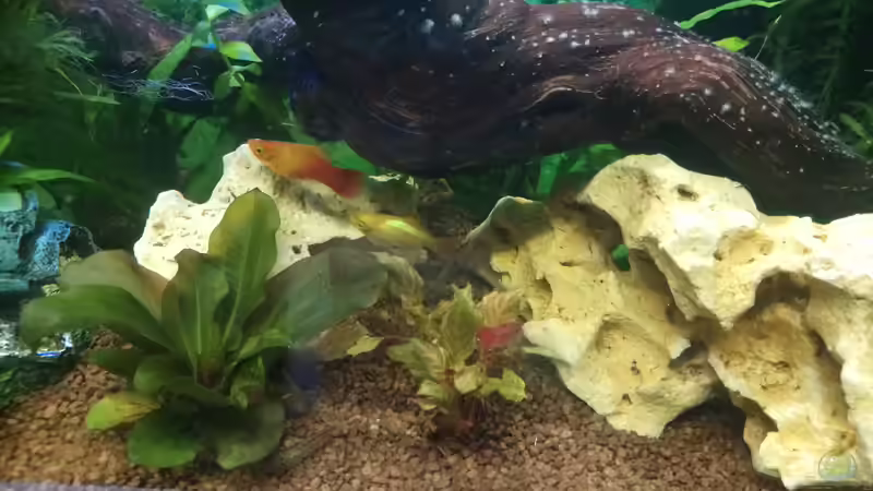 Dekoration im Aquarium Papilis Anfängerbecken von Papili (5)