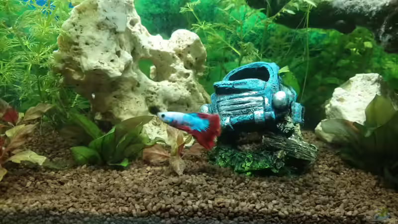 Dekoration im Aquarium Papilis Anfängerbecken von Papili (6)