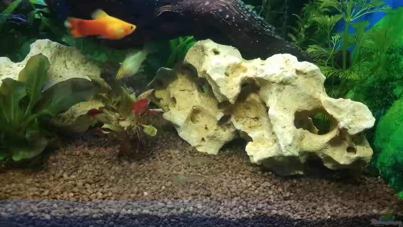 Dekoration im Aquarium Papilis Anfängerbecken von Papili (7)