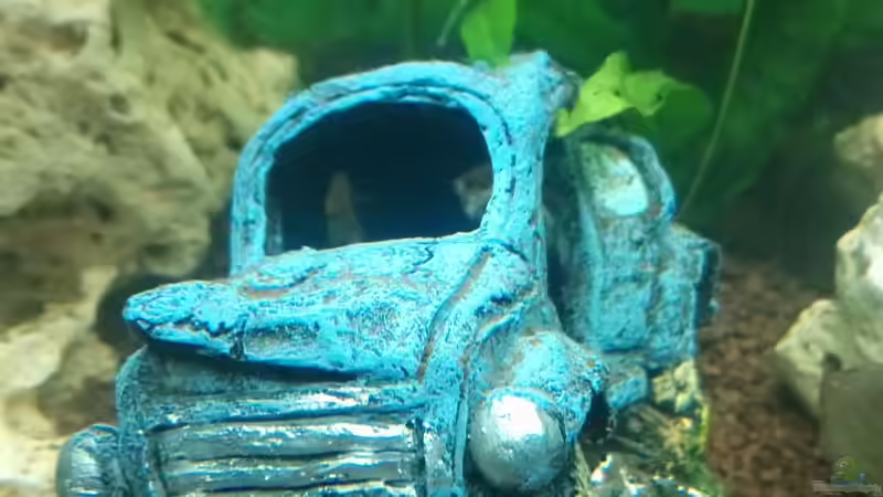 Dekoration im Aquarium Papilis Anfängerbecken von Papili (8)