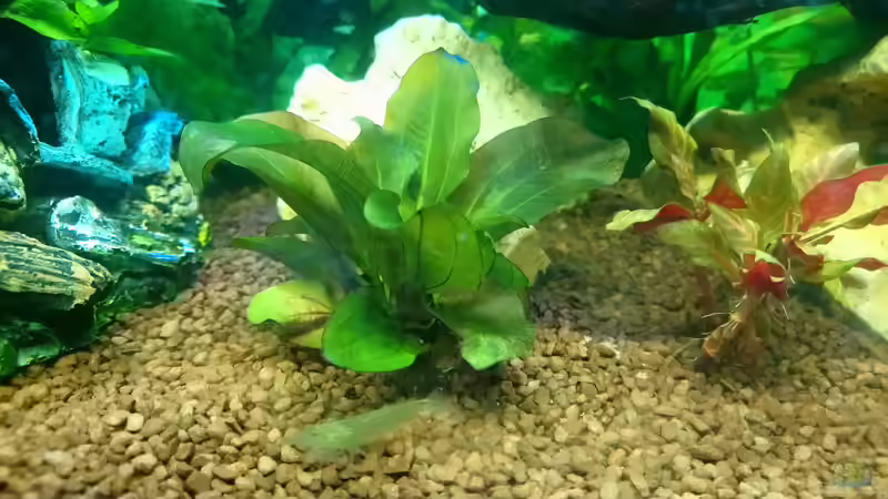 Dekoration im Aquarium Papilis Anfängerbecken von Papili (9)