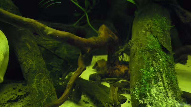 Dekoration im Aquarium Parachanna obscura von Metamorphois (4)