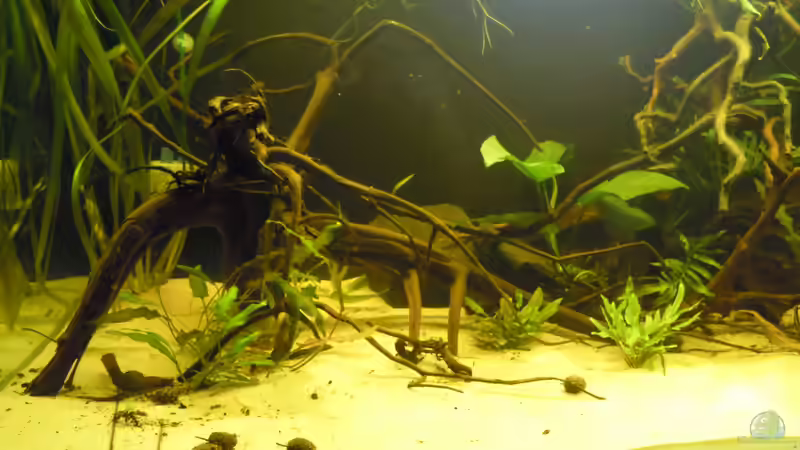Dekoration im Aquarium Parachanna obscura von Metamorphois (5)
