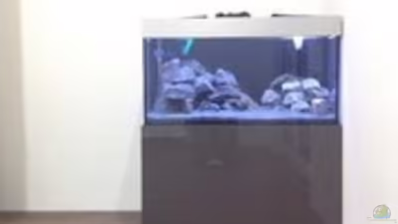 Dekoration im Aquarium Patrick 1st one... von Pa Mi (2)