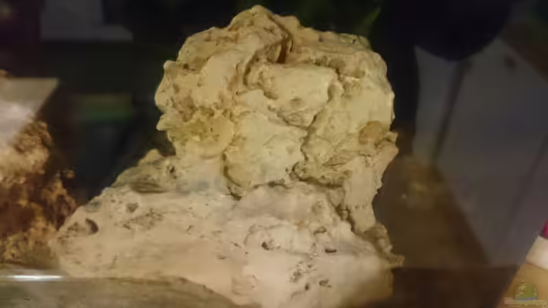 Dekoration im Aquarium Perlhuhntümpel von Z to the osel (6)