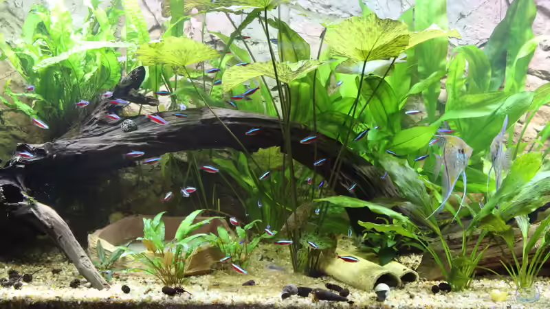 Dekoration im Aquarium Peruaner ( nur noch als Beispiel ) von Ottche (134)