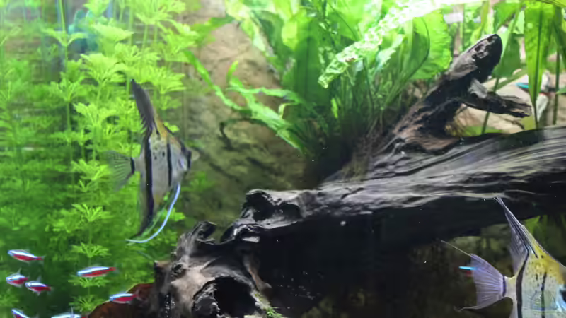 Dekoration im Aquarium Peruaner ( nur noch als Beispiel ) von Ottche (135)