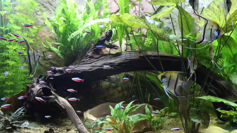 Dekoration im Aquarium Peruaner ( nur noch als Beispiel ) von Ottche (136)