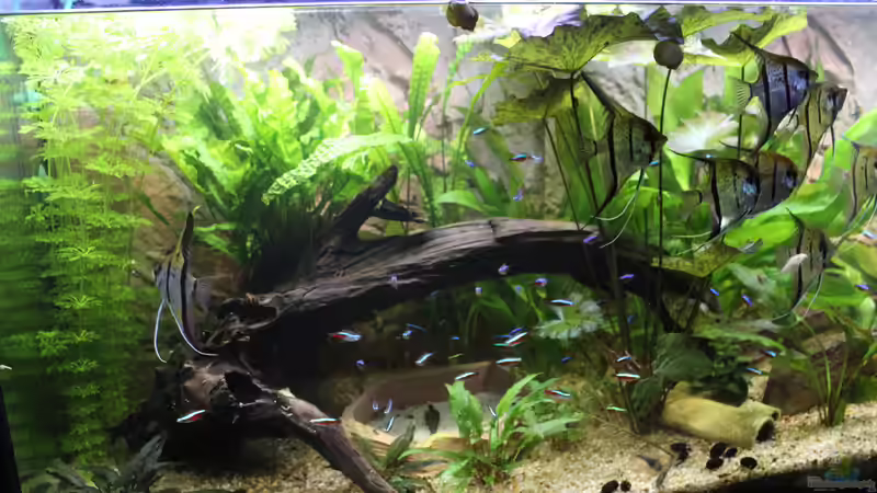 Dekoration im Aquarium Peruaner ( nur noch als Beispiel ) von Ottche (137)