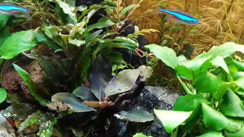 Dekoration im Aquarium Pflanzenwelt (Nur noch Beispiel) von YoshiMaus (29)