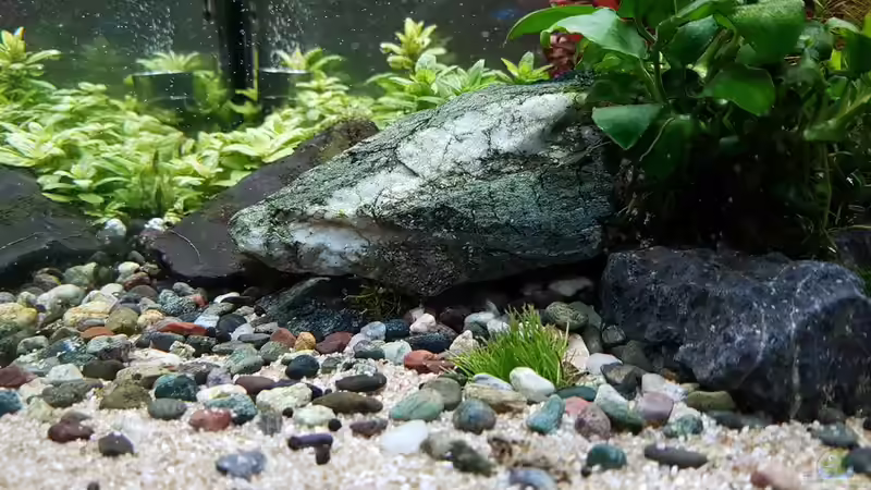 Dekoration im Aquarium Pflanzenwelt (Nur noch Beispiel) von YoshiMaus (31)